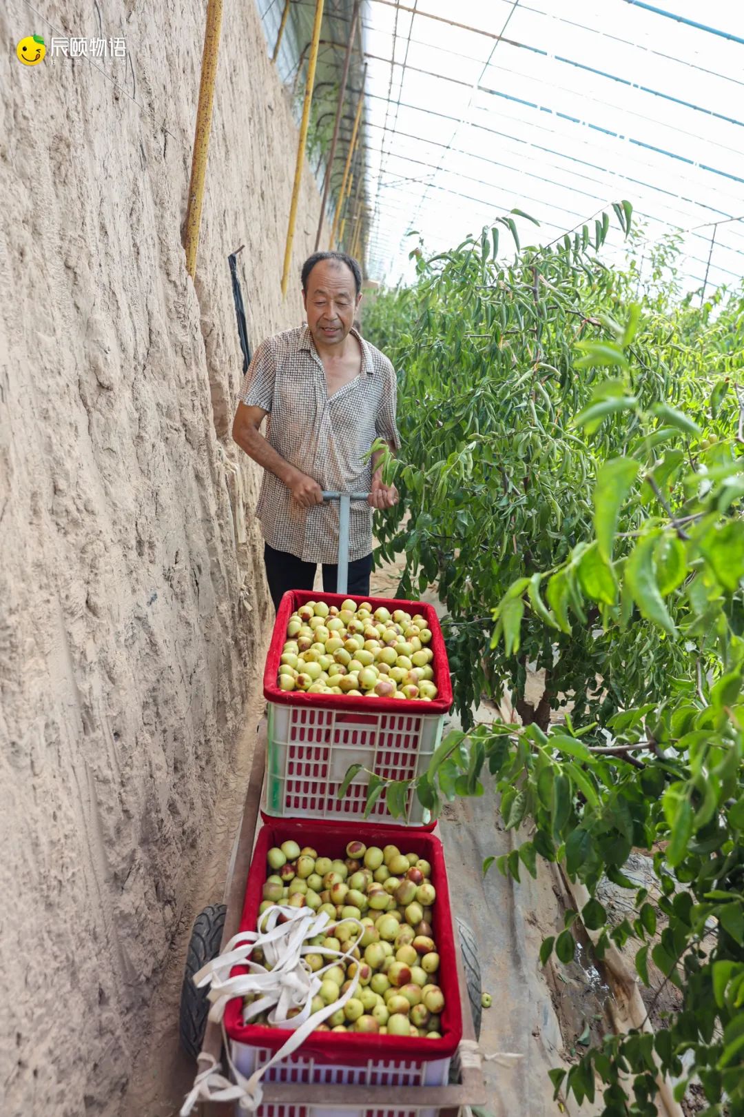 大荔冬枣2斤